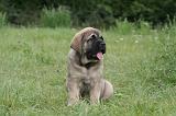 MASTIFF 061